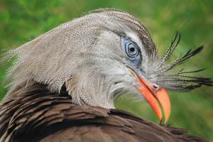 Red-legged seriema