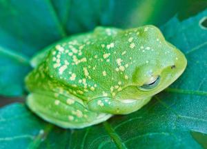 Japanese frog