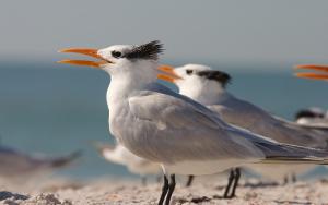 Royal tern