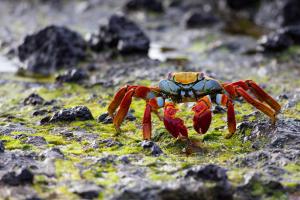 Red rock crab