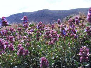 Purple sage