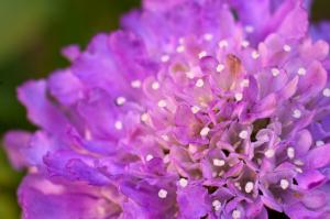 Scabiosa columbaria