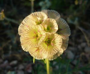 Starflower pincushion