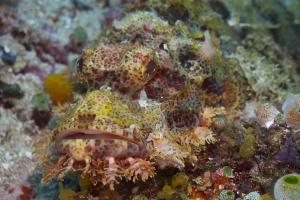 Scorpionfish