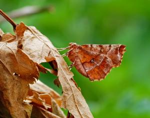 Early Thorn