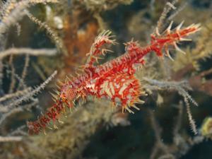 Ornate ghost pipefish