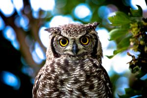 Spotted eagle-owl