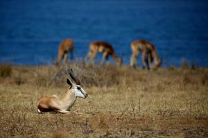 Springbok