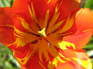 Striped Tulip