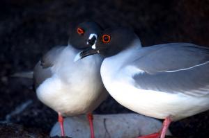 Gaviota de las Galápagos