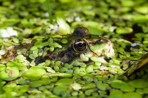 Water frog