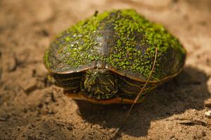 Red-eared slider