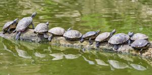 Turtles