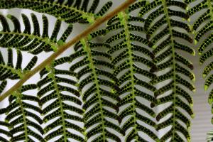 Tree fern seeds
