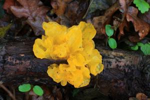 Tremella aurantia