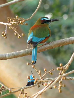 Turquoise-browed motmot