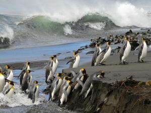 King penguins