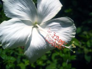 Hibisco blanco