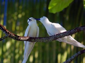 White tern