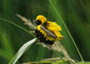 Yellow-crowned bishop