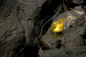 American yellow warbler