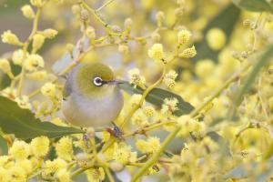 Silvereye