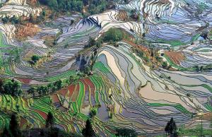 Terraced rice field, Yunnan, China
