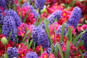 Hyacinths and primulas