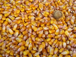 Granos de maíz