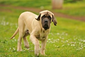 Mastiff