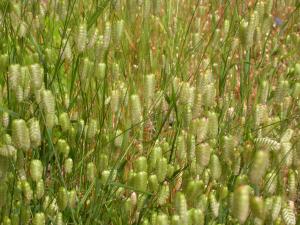 Rattlesnake grass