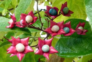 Harlequin glorybower