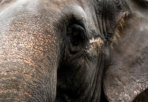 Borneo elephant