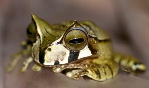 Horned marsupial frog