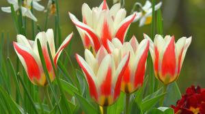 Tulipanes híbridos